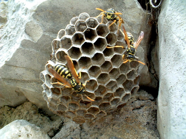 Polistes gallicus